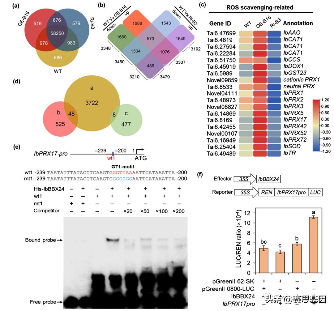 印尼足协目标胜国足，挑战与机遇并存