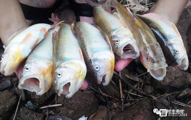 华东地区新发现的鱼类宝藏，虹彩马口鱼